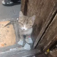 بچه گوربه تنها