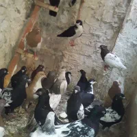 کفتر رنگه ۲۵تاازبیرجند