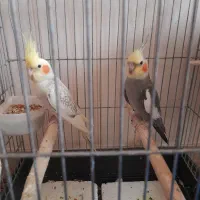 عروس هلندی ،پدر مادر و دوتا بچه