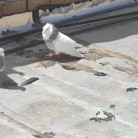 کبوتر رنگی طوقی