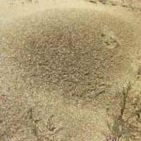 کاه قره دنه