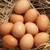 تخم مرغ محلی