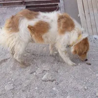 سگ خوب