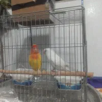 پرنده کوتوله جفت