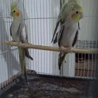 عروس هلندی جوجه با مادرشون