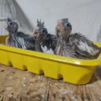 جوجه عروس