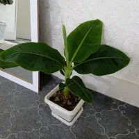 نهال موز خارجی