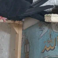 کلاغ سیاه نر