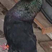 کبوتر زاغ آبادانی
