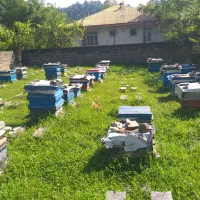 فروش زنبور عسل