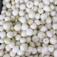 پیاز غده مینروا سفید
