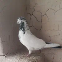 کفتر پرشی