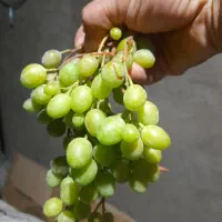 غوره آبگیری