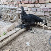 برهما بلک