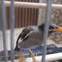 یک عدد مرغ مینا