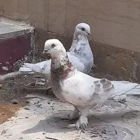 کبوتر
