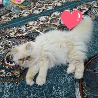 گربه پرشین صورت فلت