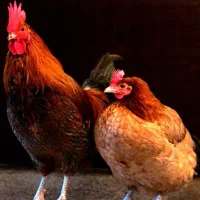 مرغ تخم گذار وخروس