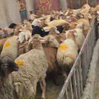 دام زنده ارگانیک