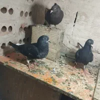 جوجه