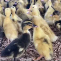 جوجه اردک و قو غاز