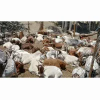 بز محلی|حیوانات مزرعه|درب بهشت, |دیوار
