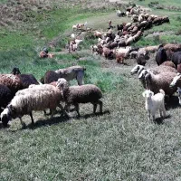 تعدادی بز بزغاله دورگ سانن شیرازی