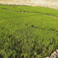 نشا برنج بذر فجر
