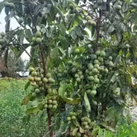 نهال پسته گردوبادام هولوآلوشلیل سیب و کبوده صنوبر
