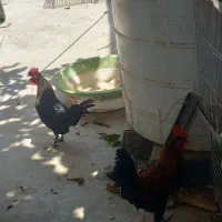 دوعدد خروس شهری
