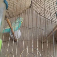 یک جفت مرغ عشق با تخم