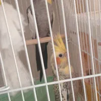 سه‌عدد‌عروس هلندی‌زیبا