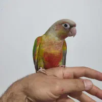 گرینچیک نرو ماده با تست تعیین جنسیت