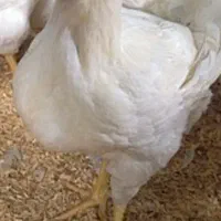 مرغ گوشتی