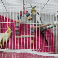 عروس هلندی