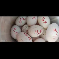 خروس سیبرایت وتخم سیبرایت نطفه دارتازه