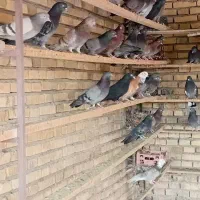 کبوتر|پرنده|قشم, |دیوار