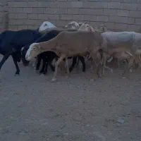 میشچینی