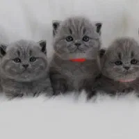 گربه کیتن بریتیش بلو