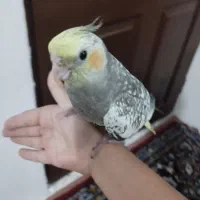 عروس هلندی اهلی