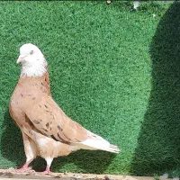 کفتر بازان تهران