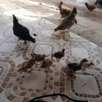 ۵ عدد مرغ ویک خروس ۱۵ ماهه گردن لخت