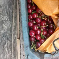 آلبالو بومی دون مشکی درشت
