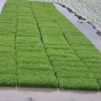 بذر جو هاشمی و جمشید آماده نشا