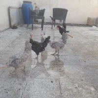 مرغ و خروس گلین گردن لخت