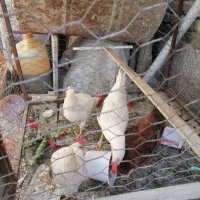 فروش خروس