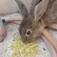 خرگوش