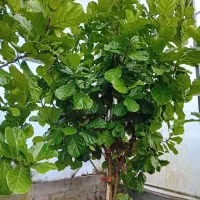 باغبانی و باغچه کاری