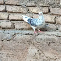 کفتر