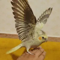 طوطی عروس شاه تخم